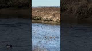 Ducks Of Palo Alto, California #ducks #california #nature