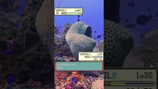 Huntail 𓆙 vs Huntail 𓆙 irl  #pokemon