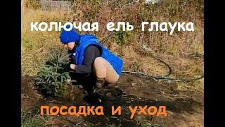 Голубая  ель. Колючая неприхотливая ель Глаука. Посадка и уход.