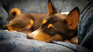 Basenji Zulu Being Shy