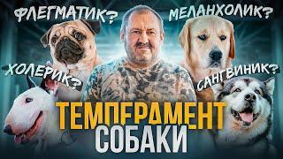 СОБАКА БРОСАЕТСЯ НА ЛЮДЕЙ? ЧТО ДЕЛАТЬ? ЛУЧШАЯ СОБАКА для семьи. Темперамент собаки.