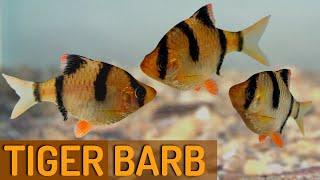 Tiger Barbs and Common Problems: How to Solve Them (Puntigrus tetrazona)