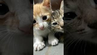 Meet Jolly & Luni – The Stars of Daily Meow! #cat #catlife #shorts