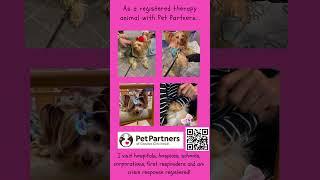 Vote for me for Pet Partner of the Year