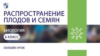 Биология. Распространение плодов и семян