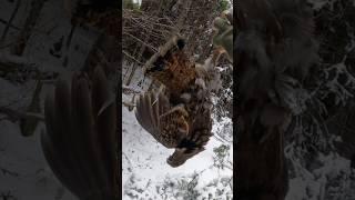 Catch, Clean and Cook - Grouse in the Maine Wilderness 