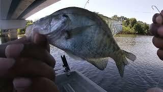 Nonstop Crappie Action The Day Was Great!