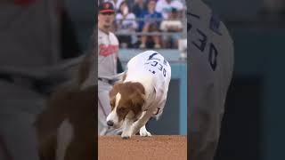 Decoy fetched the first pitch tonight for Shohei Ohtani! 