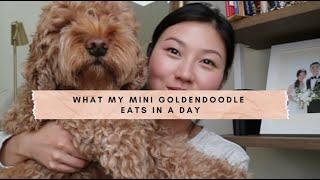 What My Mini Goldendoodle (Dog) Eats In A Day