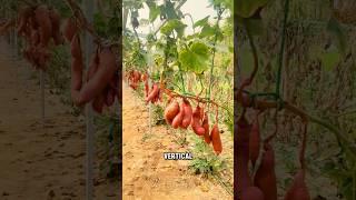 Flying Sweet Potatoes? China’s New Farming Hack! #shorts #flyingsweetpotatoes #jasfarm