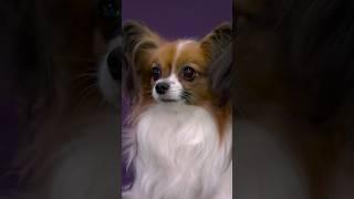 Small but mighty! Gabby the #Papillon agility queen 