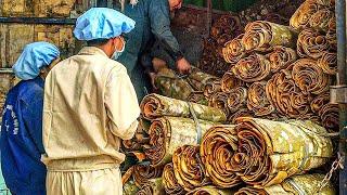 Cinnamon Making Process | Modern Ceylon Cinnamon Harvesting | How Ceylon Cinnamon Is Made