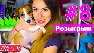 #8 РОЗЫГРЫШ ОТ ЭЛЛИ ДИ ДЛЯ СОБАК, КОШЕК И РЫБОК | Elli Di Pets