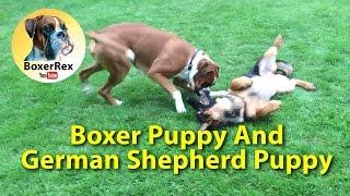 Boxer Puppy And German Shepherd Puppy Play For The First Time Together   ️