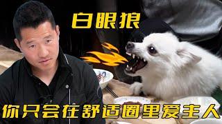 狗狗訓練中途咬傷主人，訓犬師猛踹兩腳嚇到它嘔吐，叫得比殺豬還慘