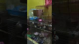 my bird #youtube #love #viral #shorts #shortvideos #mera