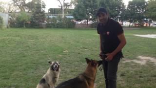 The Basics of How to Walk Your Dog Loose Leash - Part 1