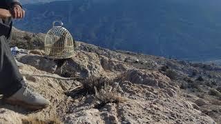 keklik sesi chakor bird||chakor ki awaz ||dasi shikari chakor hunting sound voice #birds#hunting #sh