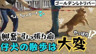 【大型犬 しつけ】【ゴールデン】気合を入れてからのお散歩卒業！？大興奮のワンちゃんを落ち着かせる方法とは！！【レトリバー】【散歩】【引っ張り】