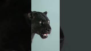 Wait for Black panther Increadible Roar #blackpanther #bigcat #naturelovers