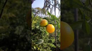 LEMON  #fruit #lemon #shortsfeed #trendingshorts #shorts #masala #sourfruit #food #fruitcutting