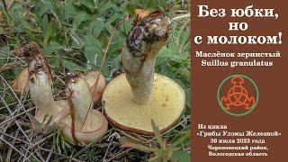 Без юбки , но с молоком!... Маслёнок летний или зернистый -  Suillus granulatus