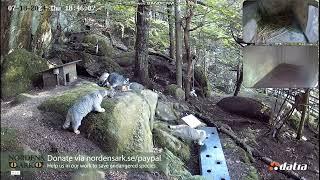 Pallas cat enrichment box and ball