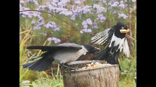 Вороны падают как камни. Кроухантинг..Crow Hunting 2022.Сентябрьская жатва День 1 Часть 2