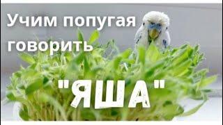 Учим попугая говорить "Яша"