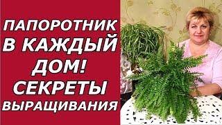 Папоротник комнатный. Выращивание и уход !