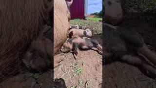 Milk Coma!