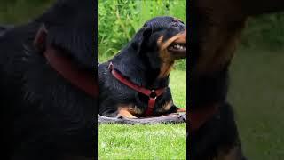 Rottweiler vs. Pond: The Epic Stick Retrieval