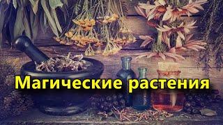 14 растений, обладающих магическими свойствами.