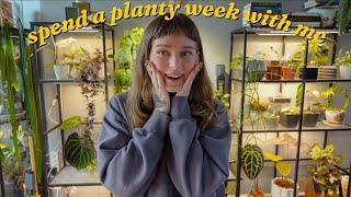  long plant vlog  major chops, rearranging chaos, leca repots, & updates 