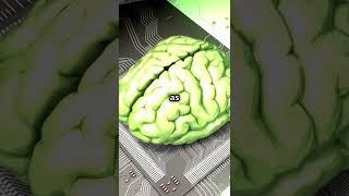 10 amazing facts about human brain/F@cti$m