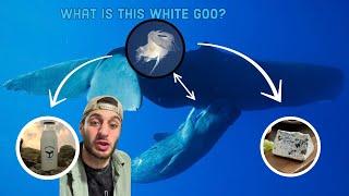 What Does Whale Milk Taste Like?