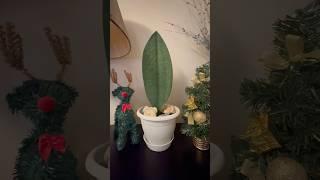 LUCKY PLANT FOR 2025 | MILLIONAIRE’S SNAKE PLANT OR WHALE FIN SANSEVIERIA