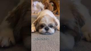 dog  tail say everything shihtzu dog in play mood #shihtzu #dog