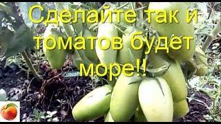 Сделайте так  и Томатов вырастет много Рассада не вытянется Tomato Урожай вырастет в разы! Проверено