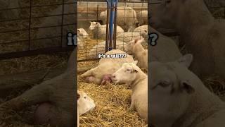This newborn lamb came out BACKWARDS!!! …and never looked back.‍️