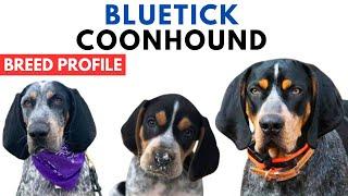 Bluetick Coonhound Breed Profile History - Price - Traits - Coonhound Grooming Needs - Lifespan