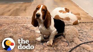 Fearful Basset Hound Finally Initiates Play With Mom And... | The Dodo