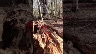 6mm bb meets .68cal paintball. who wins. slomo