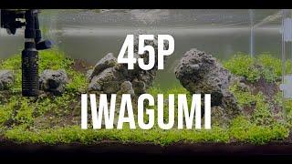 45P IWAGUMI - Algae issues & lessons learnt!