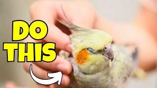 5 Things That Mean A LOT to Your Cockatiel