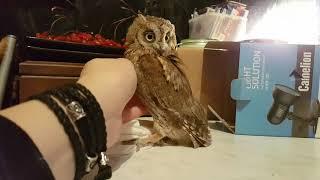 Чёртик из коробочки. Маленькая сова сплюшка. (Otus scops)