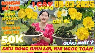 CHỊ THU Giao Lưu Mai Vàng Giá Rẻ, Siêu Bông Bình Lợi, Giảo Như Ý, Nhị Ngọc Toàn... • THÀNH TRỌNG LÊ