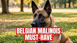 Why You NEED a Belgian Malinois (MUST WATCH for Dog Lovers!) | why you should get a belgian malinois