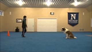 Maisie (St. Bernard) Boot Camp Dog Training Video