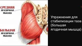 Упражнения для стабилизации таза